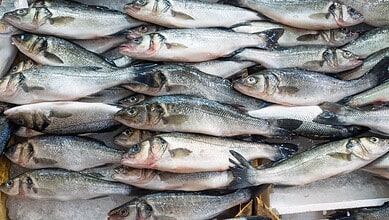 Fresh fish displayed at a market in Hyderabad, highlighting concerns over fish fed with chicken waste.