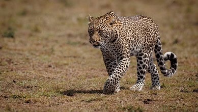 Leopard walking across dry grassland in Kamareddy district, India.