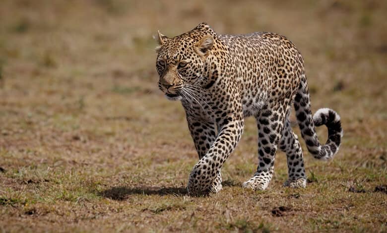 Leopard walking across dry grassland in Kamareddy district, India.