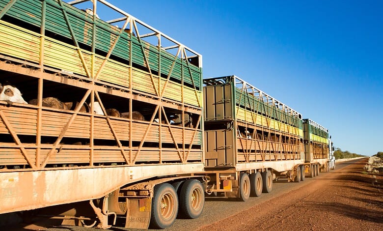 Livestock trucks can’t be held for hours if papers valid: HC