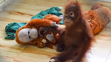 Young orangutan with rescued stuffed animals on wooden floor in Odisha.