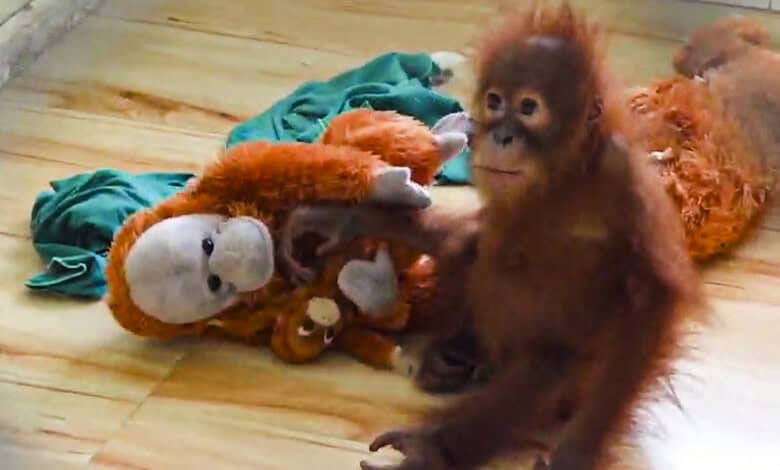 Young orangutan with rescued stuffed animals on wooden floor in Odisha.