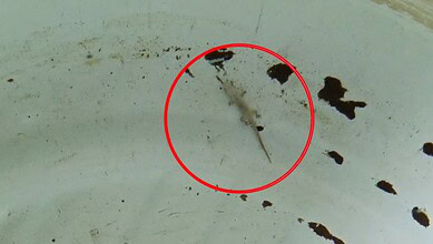 Dead lizard floating in water tank at Kothagudem school, captured in a close-up image.