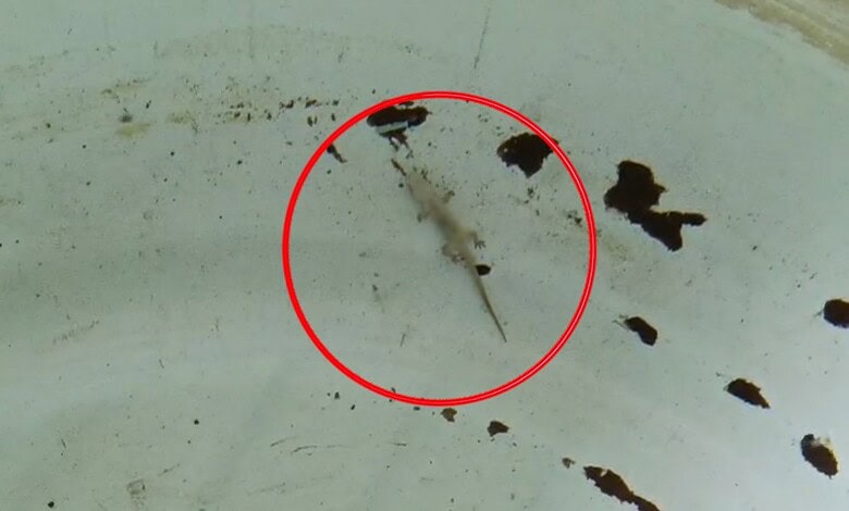 Dead lizard floating in water tank at Kothagudem school, captured in a close-up image.