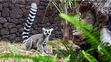Lemur in a zoo enclosure with rocks and green plants, Madagascar wildlife.
