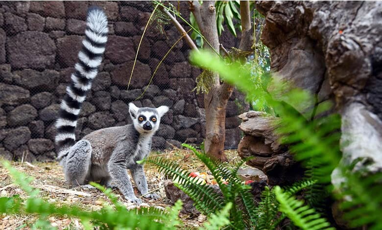 Lemur in a zoo enclosure with rocks and green plants, Madagascar wildlife.