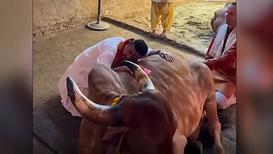 cow slaughter Bengal