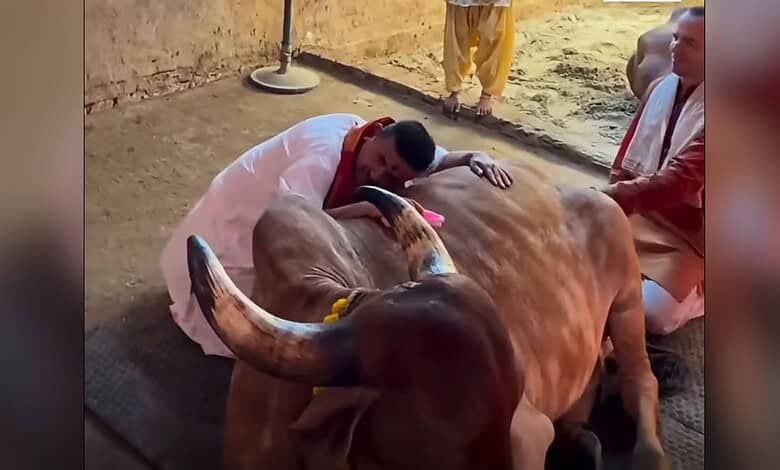 cow slaughter Bengal
