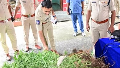 Police officers inspecting seized Ganja plants worth Rs 38.5 lakh in Adilabad.