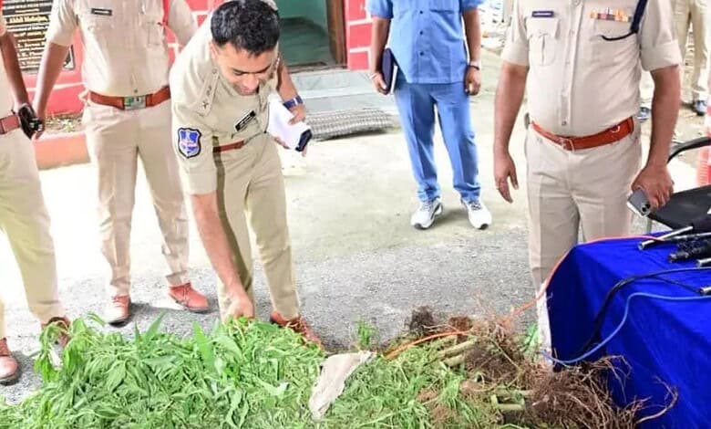 Police officers inspecting seized Ganja plants worth Rs 38.5 lakh in Adilabad.