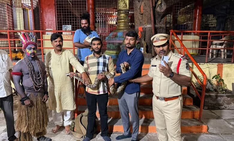 Indian Rock Python rescued by Madhuranagar Police