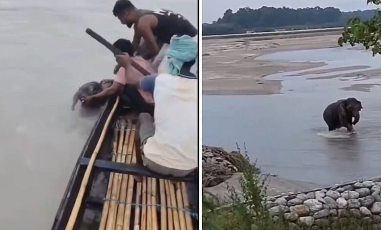 Fishermen rescue a baby elephant from the Teesta river in a daring effort.