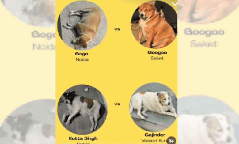 Delhi leads way with world’s 1st online ‘fat dog’ competition