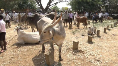 Farmers forced to sell cattle