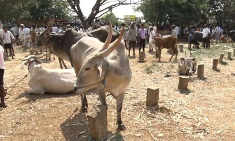Farmers forced to sell cattle