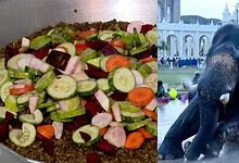 Fresh vegetable salad with cucumbers, carrots, and onions for elephants' diet in Mysuru.
