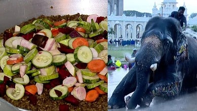Fresh vegetable salad with cucumbers, carrots, and onions for elephants' diet in Mysuru.