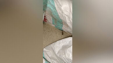 Lizard found in rice at Dhaba in Kamareddy