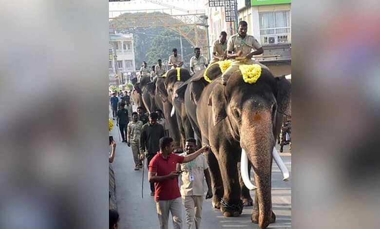 Elephants being prepared for Mysuru Dasara celebration