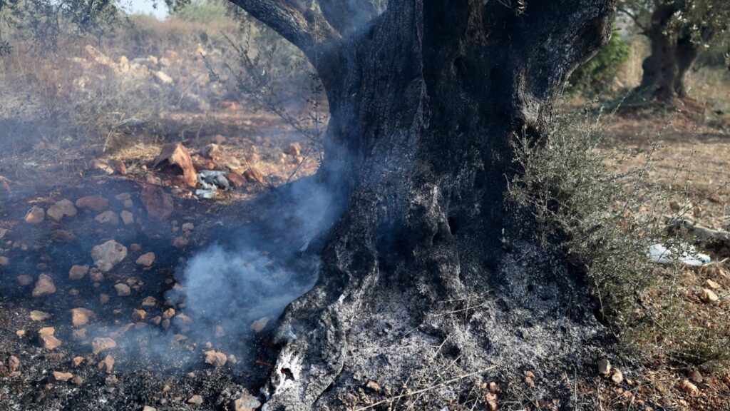 Burnt olive tree smoulders following an Israeli settler attack near Turmus Ayya in the occupied West Bank.