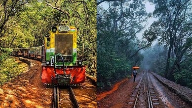 A train traveling through a lush green forest with trees on both sides.