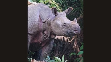 Javan rhino in dense jungle, highlighting its endangered status and habitat.