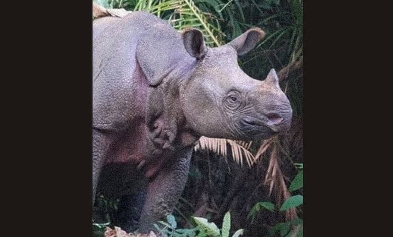 Javan rhino in dense jungle, highlighting its endangered status and habitat.